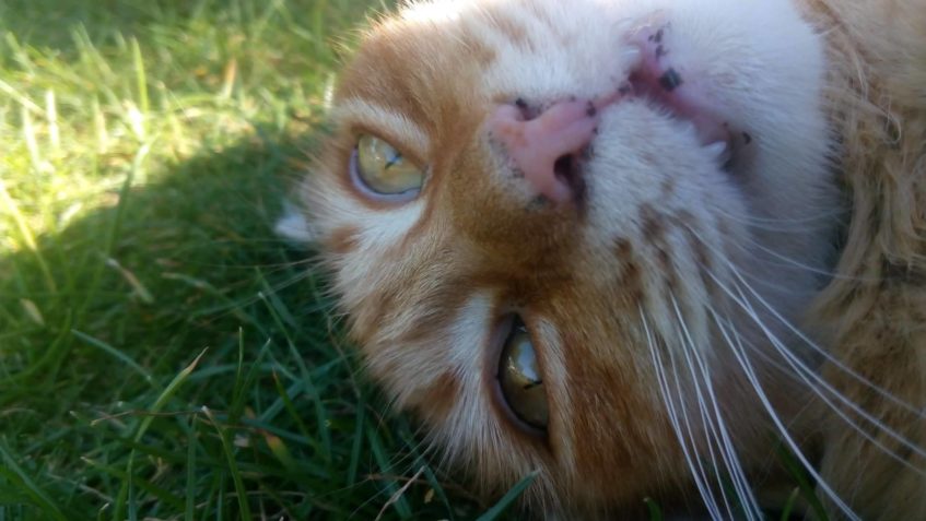 ROUDNICE NAD LABEM...