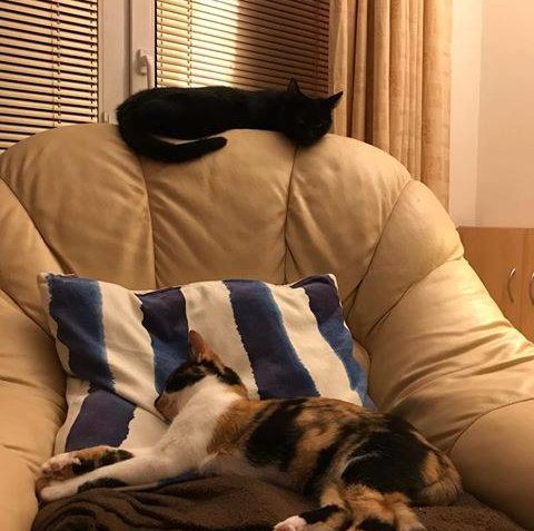 SANELKA ( ČIKITKA) A CIBULKA...