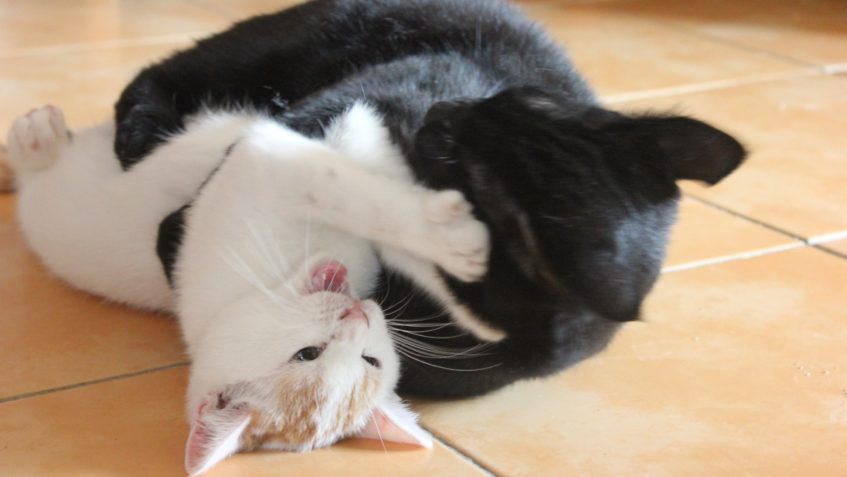 SLUNÍČKOVÁ NEJMLADŠÍ DOBROVOLNICE USPOŘÁDALA PRO NAŠE KOČIČK...