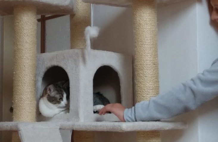 SOCIALIZACE KOČIČKY KRYŠPÍNKY NENÍ AŽ TAK NEMOŽNÁ...