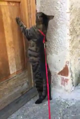 Sledovat HALINKA II.