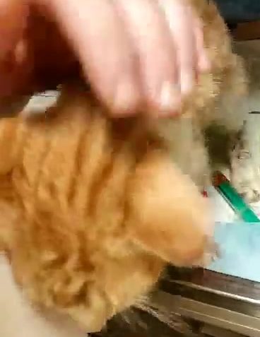 Sledovat POŠŤÁČEK JE NA TOM LÉPE!!!