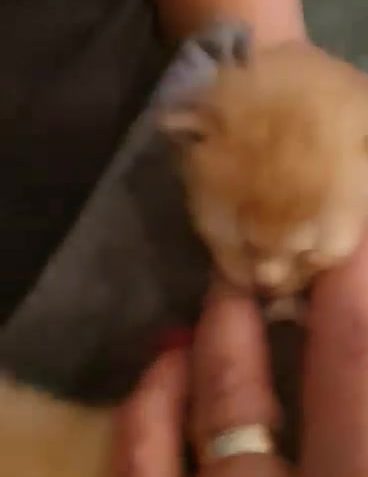 Sledovat ČIPERKA A OPOŽDÍLEK