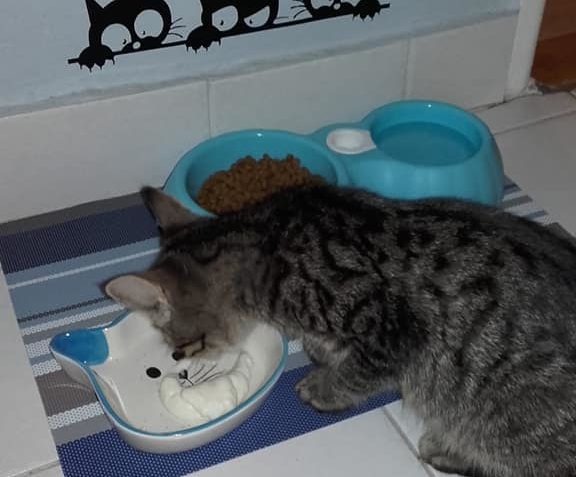 TAFINKA, SLUNÍČKOVÁ SKORO SLEČNA...