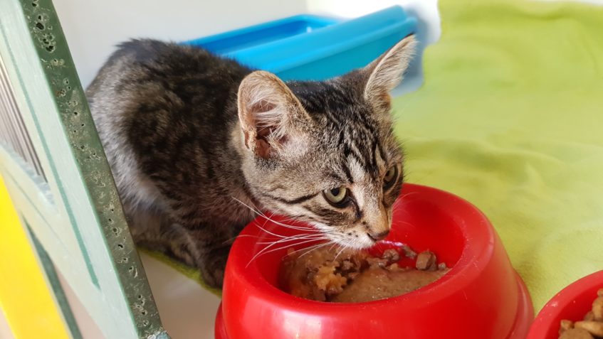 TAFTÍK DNES TEPLOTA 40,9 st.C...