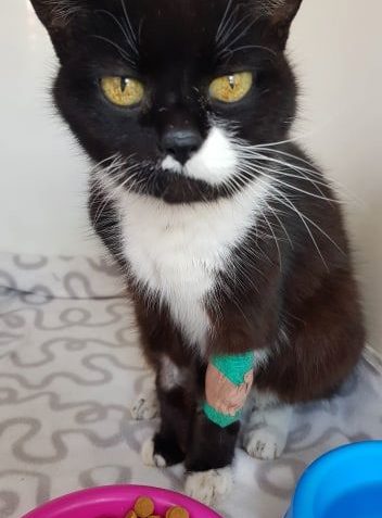 VETERINÁRNÍ KONTROLY KOČIČEK DRUŽINKY (původně Družinář), PO...