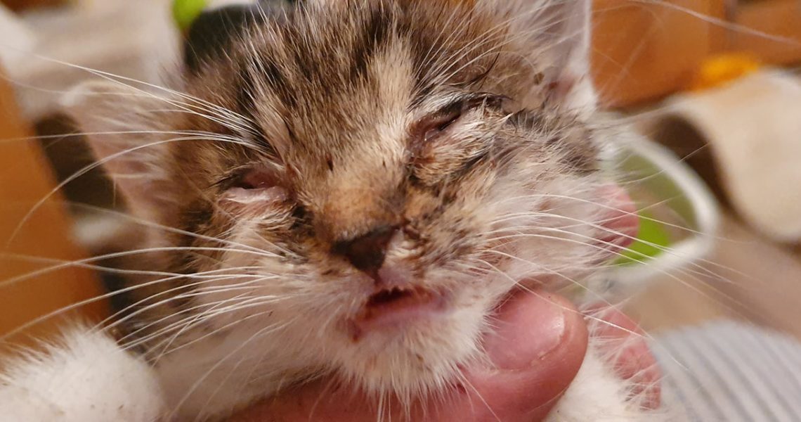 VEČERNÍ NADĚLENÍ Z PŘÍKOPU Z ŽIDOVIC...