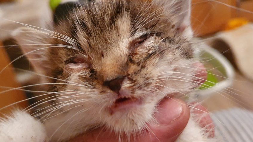 VEČERNÍ NADĚLENÍ Z PŘÍKOPU Z ŽIDOVIC...