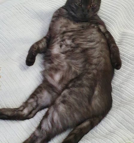 WARRIOR A JEHO KAMARÁDI VE SVÉM DOMOVĚ U MICHALA...