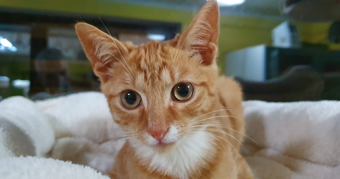 KOCOUREK SE VRÁTIL DOMŮ...