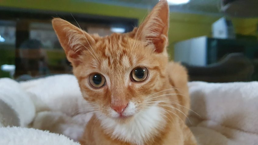 KOCOUREK SE VRÁTIL DOMŮ...