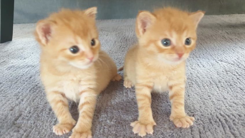 ČIPERKA A OPOZDÍLEK se hlásí z depozita u Jany....