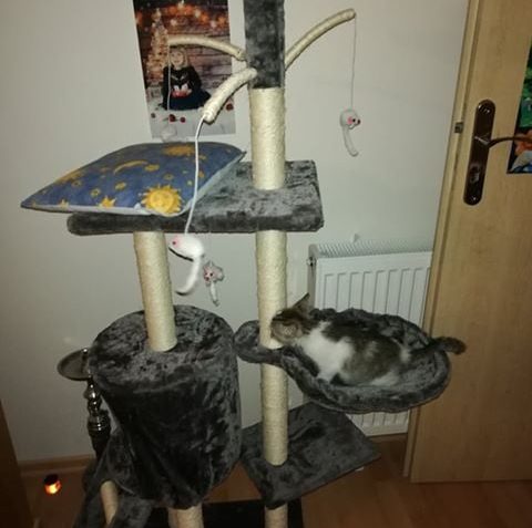 BABOČKA ( Bertička)...