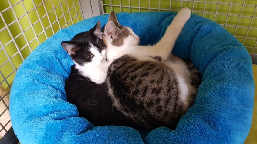 DALŠÍ MARODI - KOŤATA AMAZONKA A ALCAPONE...