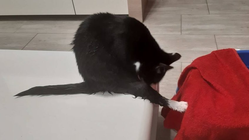 FEŠANDA ( nyní Fíbí)...