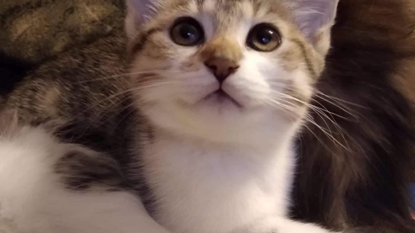 JIŽ jednou JSME POMOHLI NAJÍT DOMOV - budeme díky Vám opět ú...