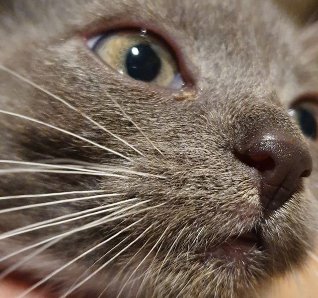 KOCOUREK SILVER   OD MAMINKY BOUŘKY JE VELKÝ FEŠÁK A "H...