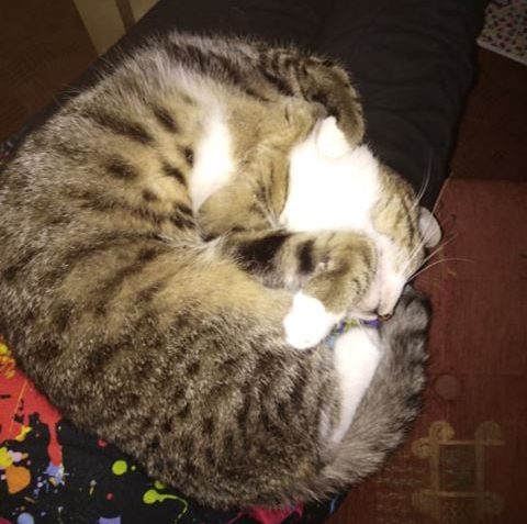 KOKOSEK ( nyní Barney)...