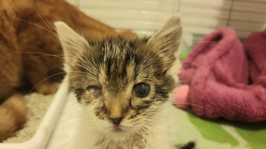 KOČIČKA VOIN-VENDULKA Z DEPOZITA U MARKÉTY...