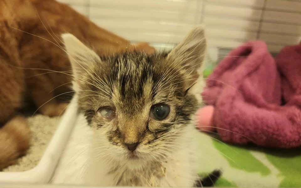 KOČIČKA VOIN-VENDULKA Z DEPOZITA U MARKÉTY...