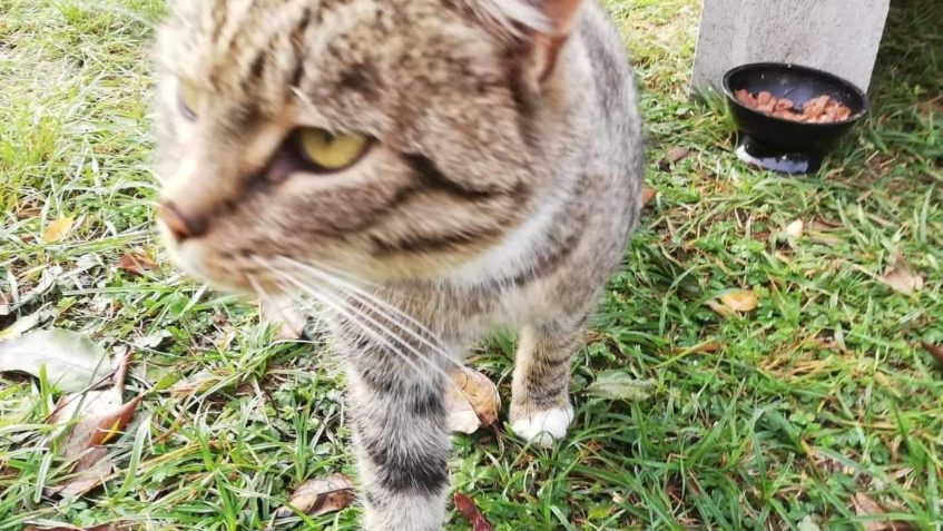 KOČIČÍ SOUROZENCI ZE "SLAVÍNA"...