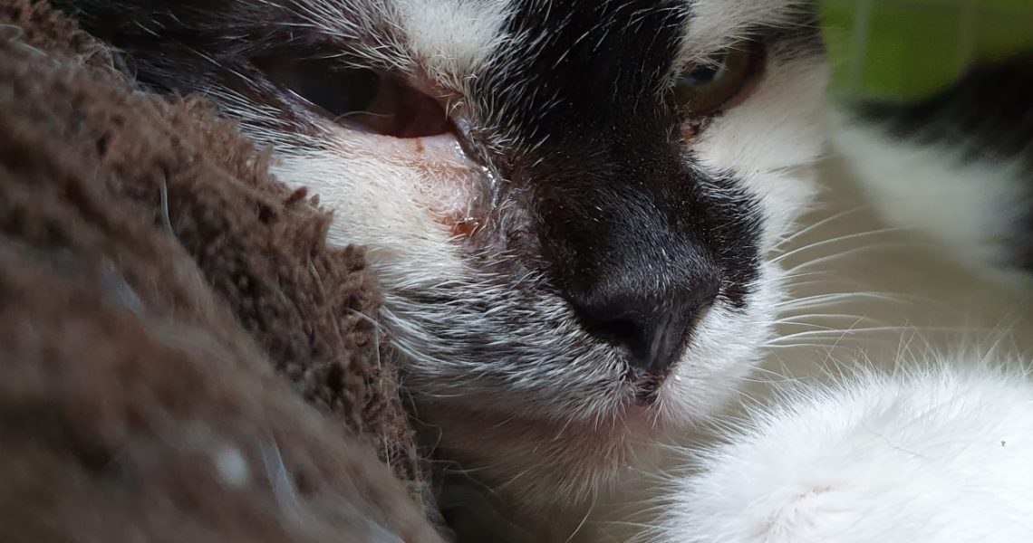 MILÁČEK JINDŘIŠKA...