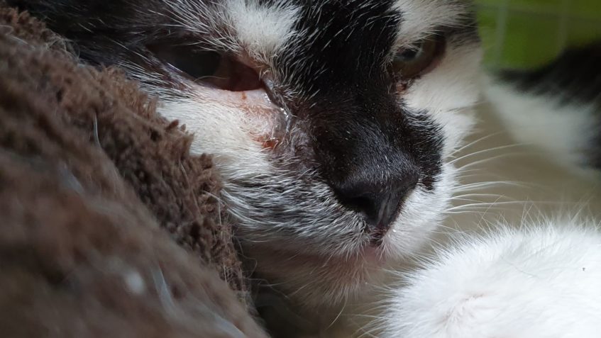 MILÁČEK JINDŘIŠKA...