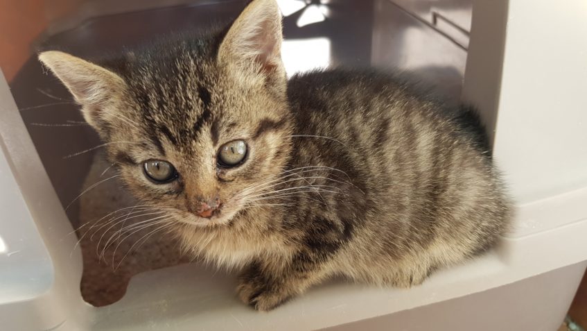 MIMINKA U MAMINKY BOURKY...