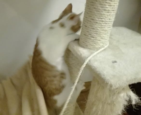 NATÁLKA A GARGAMEL...