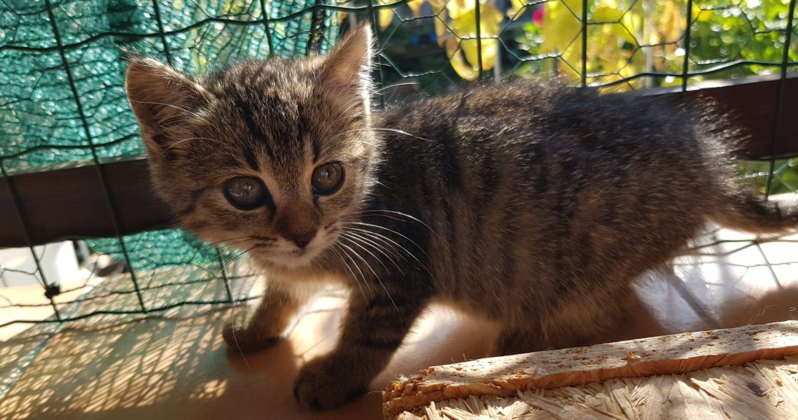 NOVÝ PŘÍRŮSTEK GALERKA...