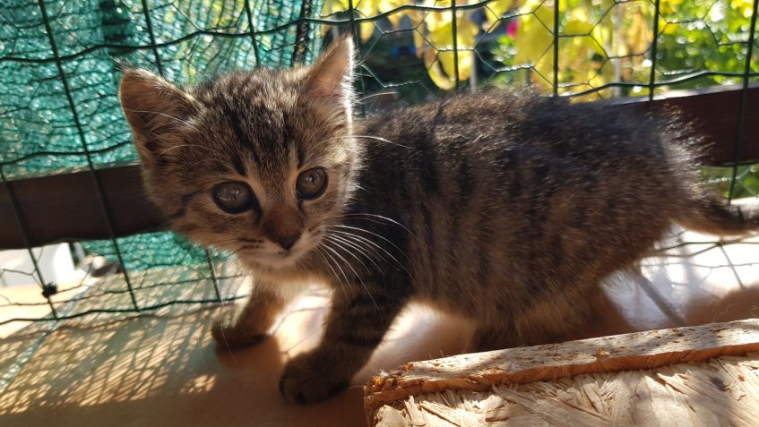 NOVÝ PŘÍRŮSTEK GALERKA...