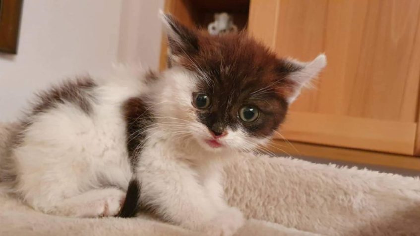 PŘIŠLI JSME O SKLENĚNKU...