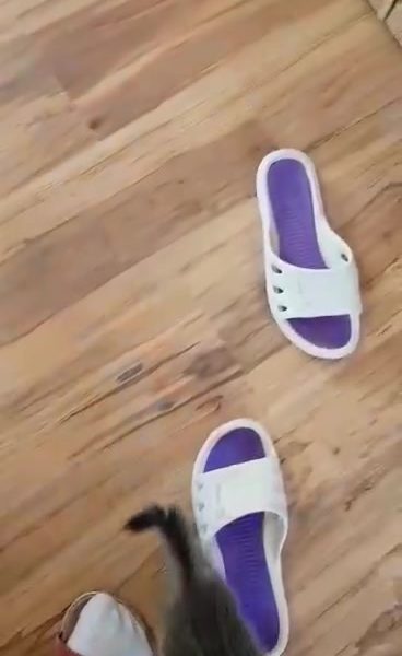 Sledovat DOVÁDĚNÍ PODZIMŇÁTEK