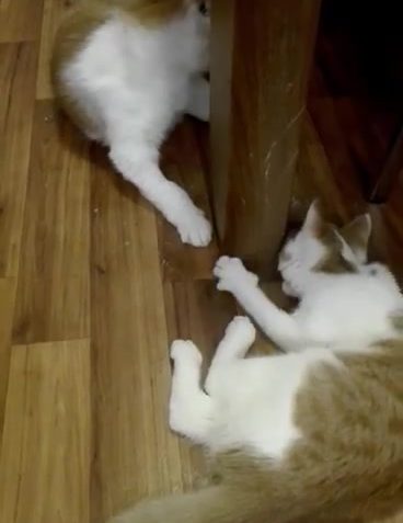 Sledovat Natálka s Gargemelkem v novém domově už jsou kámoši!