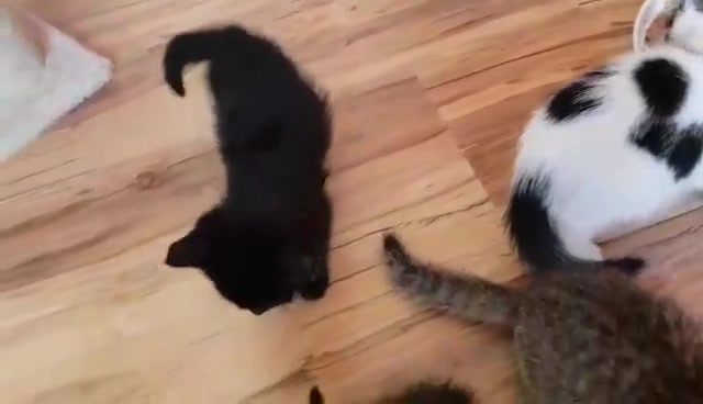 Sledovat PODZIMŇÁTKA