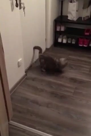 Sledovat Slavný lovec Kavalír