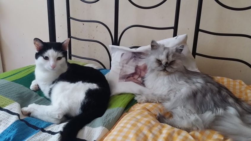 TAMAGOČI ( Tamík)...