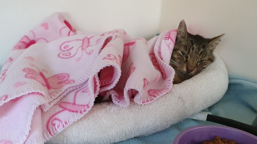 TRÁPÍ NÁS KOČIČKA RASTA...