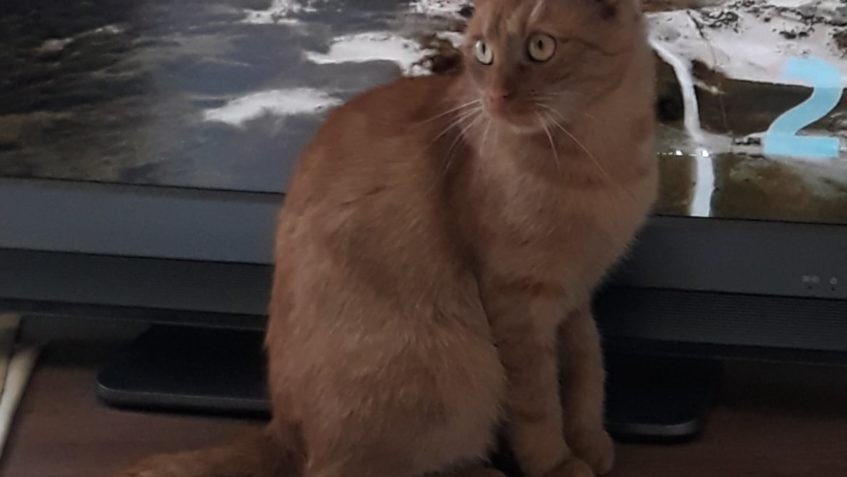 VŠELKA (Eliška)...