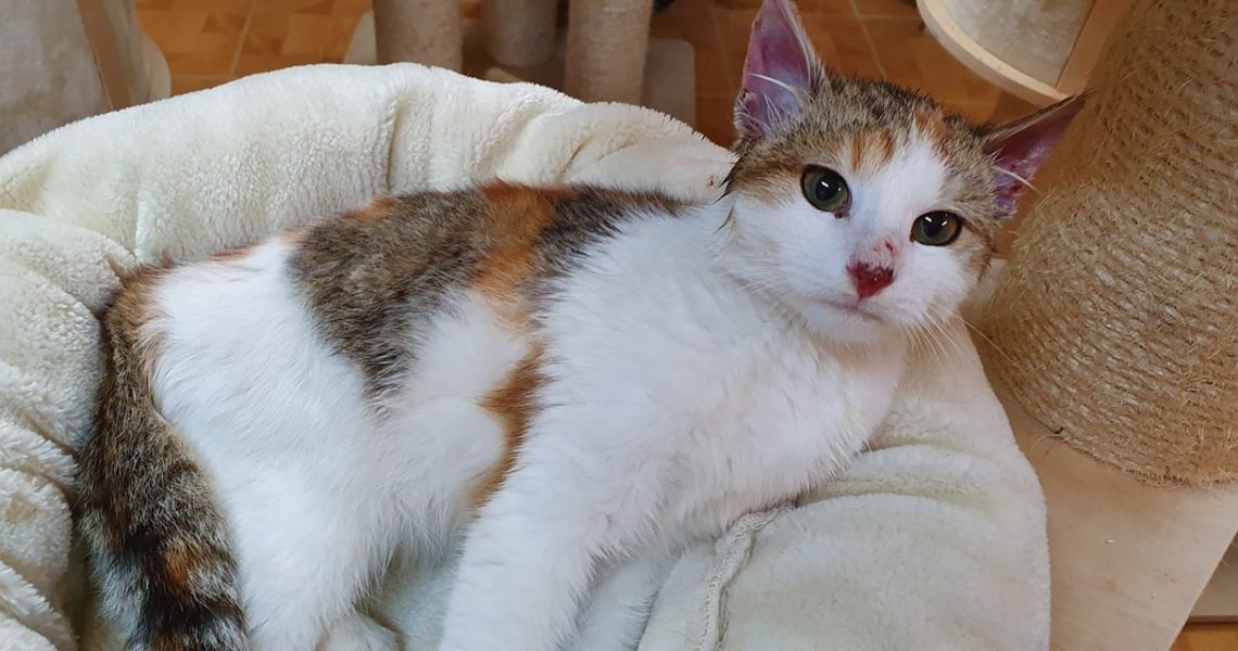 kočička MANDARINKA...