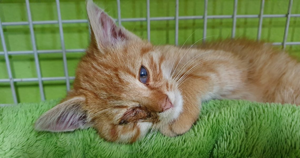 rezavý krasavec NICK...