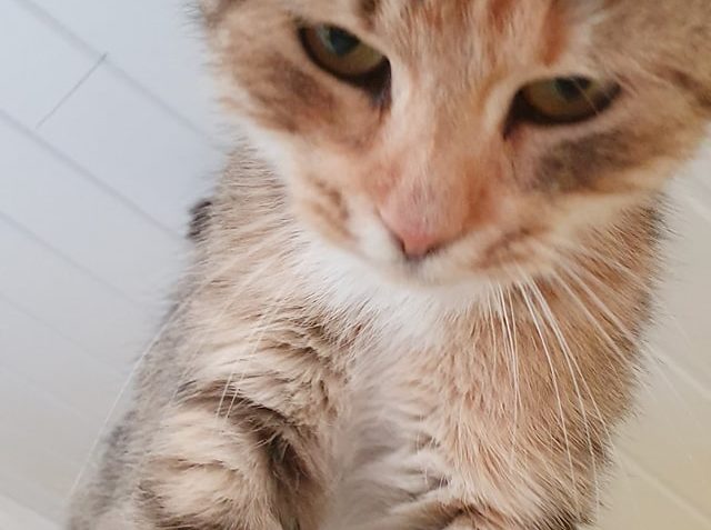 ÚŽASNÁ FÍFA  PŘEJE KRÁSNÝ VEČER...