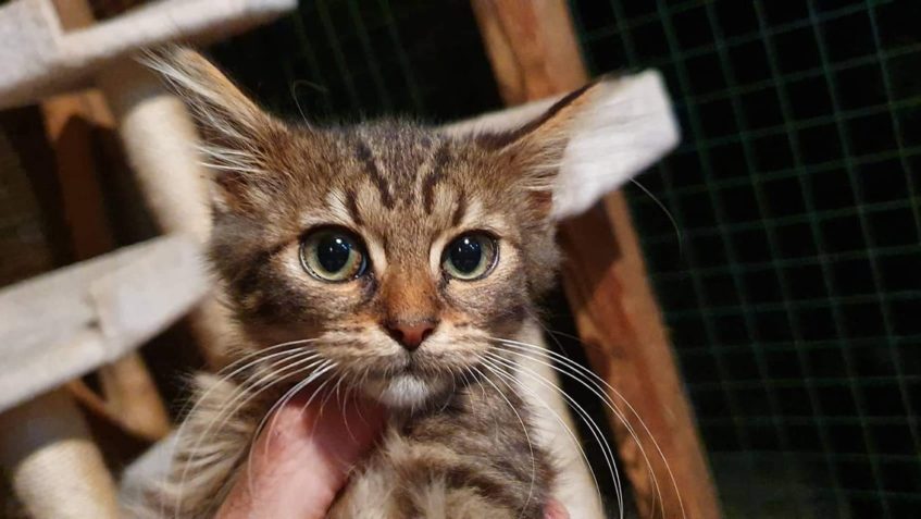 ÚŽASNÝ KOCOUREK ATARI...