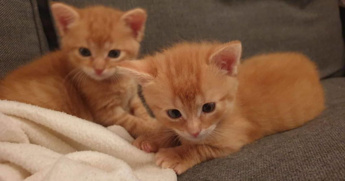 ČIPERKA A OPOZDÍLEK...