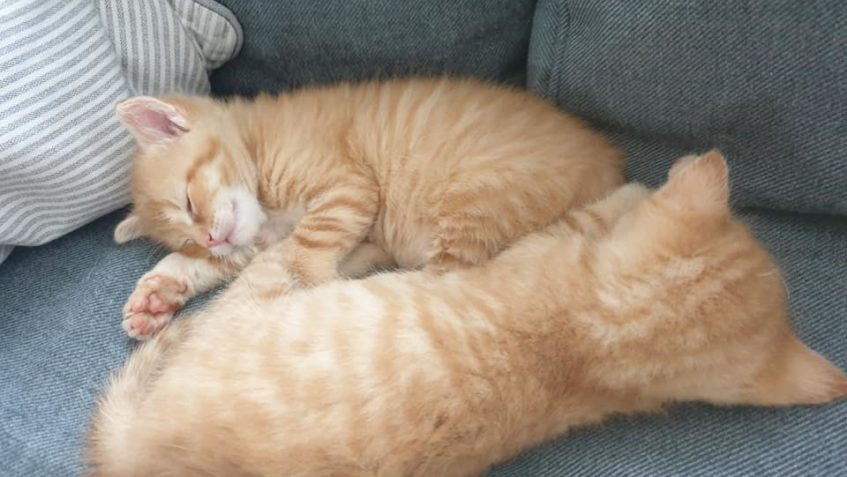 ČIPERKA A OPOZDÍLEK rostou jako z vody!...