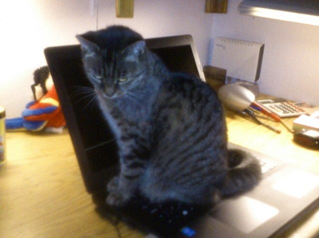 BLEŠKA ( nyní Mňoukinka)...