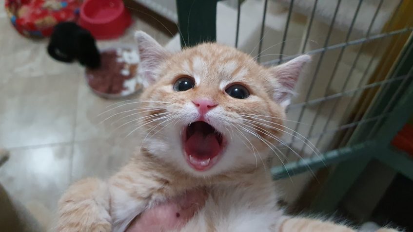 BRATŘI Z CHOUDOUN...