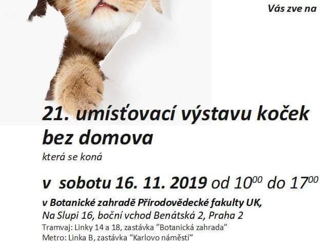 DNEŠNÍ AKCI JE UMISŤOVACÍ VYSTAVA KOČIČEK  Z NĚKOLIKA ÚTULKŮ...