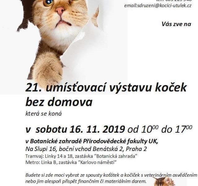 DNEŠNÍ AKCI JE UMISŤOVACÍ VYSTAVA KOČIČEK Z NĚKOLIKA ÚTULKŮ...