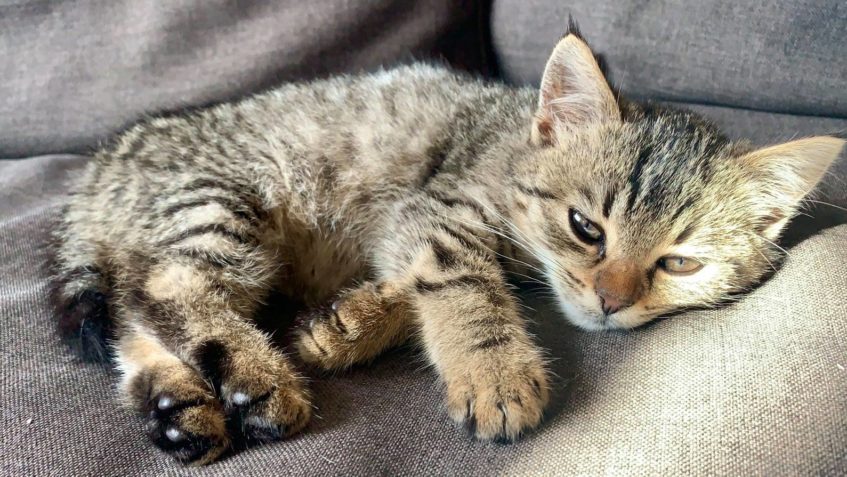 GALERKA ( nyní Ginger)...